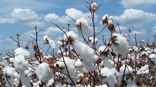 Lire la suite à propos de l’article Production cotonnière : optimiste, la faîtière des producteurs de coton prévoit un rebond majeur pour la campagne 2023-2024