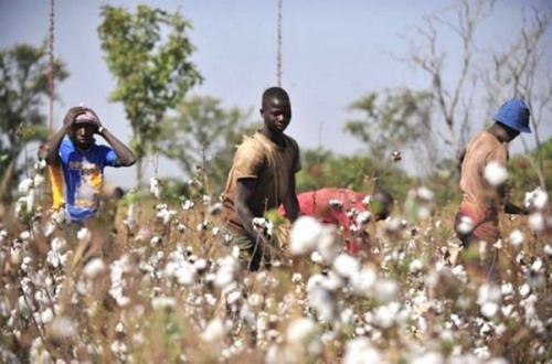 Lire la suite à propos de l’article Coton : à Lomé, les producteurs africains se concertent sur la professionnalisation de la filière