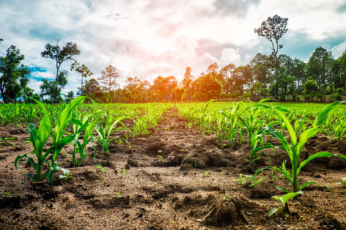 Lire la suite à propos de l’article Agriculture : à Lomé, des experts se forment à l’élaboration des calendriers de cultures